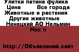 Улитки патина фулика › Цена ­ 10 - Все города Животные и растения » Другие животные   . Ненецкий АО,Нельмин Нос п.